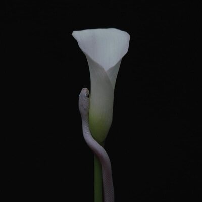 Parrhesia (RSD 2022) - Animals As Leaders [VINYL]